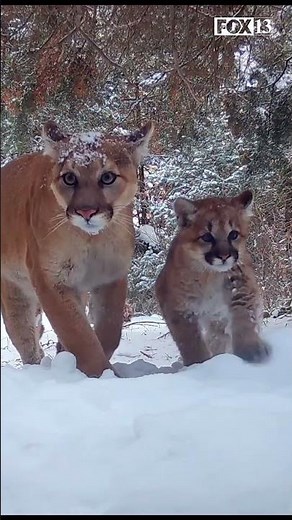 Mother mountain lion, 3 kittens seen on trail camera