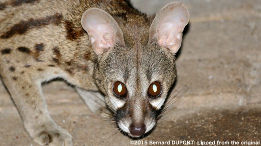 ケープジェネット WEB動物図鑑