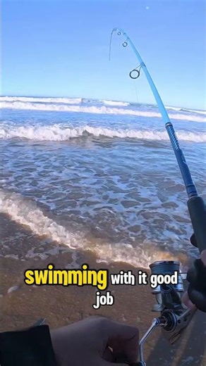 true barred surf perch double with my wife