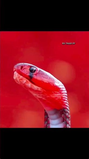 #freefire #cobra mp40