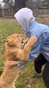 LION HUGS | Julia