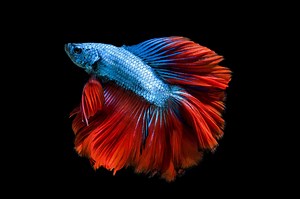 Crowntail Betta Care Guide & Species Profile
