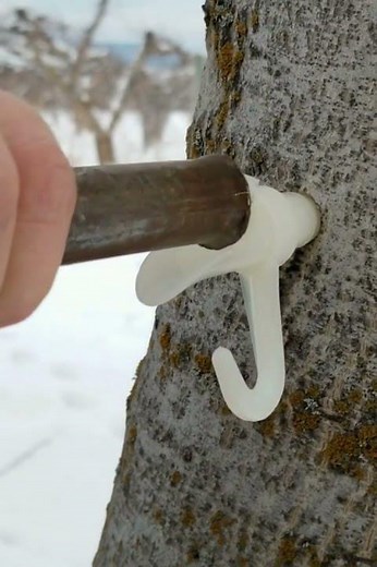 Tapping Our Backyard Trees For Maple Syrup and Walnut Syrup! #shorts