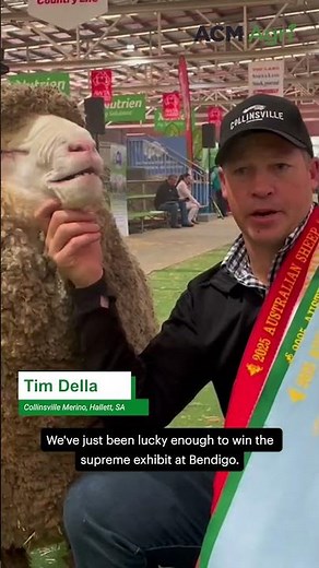 Meet the ram who has been named Australia's best Merino sheep