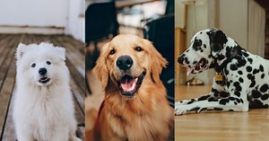 Voici le plus beau chien du monde, selon la science