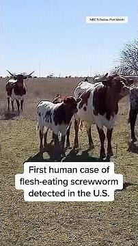 First human case of flesh-eating screwworm detected in U.S.