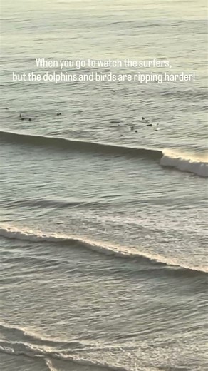 Love when the dolphins put on a lil surf clinic 🤩