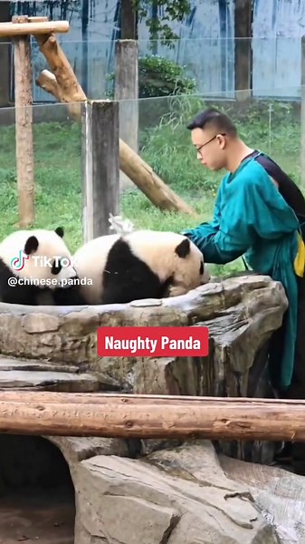 Pandas are very naughty when they take a bath.#panda #cute #cureforme #funny #takeabath