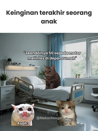 Kumpulan Video Meme Kucing Lucu dan Ngakak