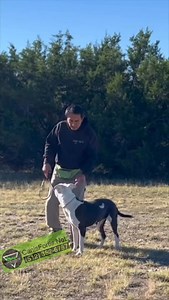 Choke Chain. Timeless & Classic tool often overlooked and misused, can have tremendous benefits in some situations. Personally, I am more partial to the choke chain than the prong collar. #americanbulldog #dog #dogtraining | Dog Training is my Passion | Facebook