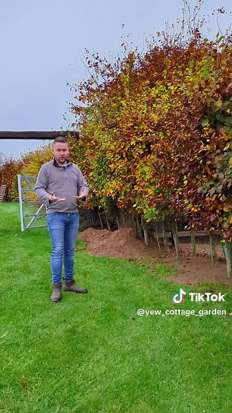 Fagus sylvatica: Beech Hedge Benefits & Drawbacks