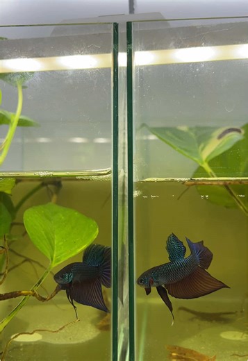 #smaragdinaguitar #smaragdina#betta#wildbetta