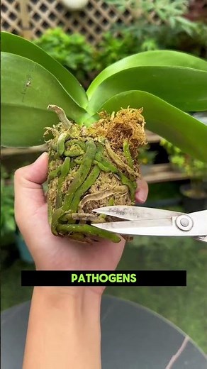 💡 How to Save an Orchid With Root Rot 🌸||#gardenhacks #plants #orchidcare
