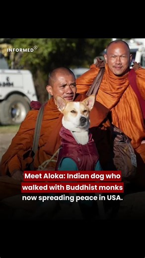 Aloka, an Indian dog, has become an unexpected symbol of peace as he walks alongside Buddhist monks during their long “Walk for Peace” across the United States. Once a stray who joined monks during their journeys in India, Aloka now calmly pads beside them through towns and cities, drawing smiles and curiosity from onlookers. The monks’ walk promotes nonviolence, compassion, and mindfulness, and Aloka’s gentle presence embodies that message. Loved by followers on social media, the dog reminds pe