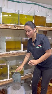 Cómo reproducir peces Betta Episodio 5️⃣ “ evolución de los alevines y uso del filtro” | Bettas LOTTO Colombia