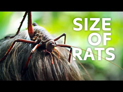 Evolution Gone Wild: Meet The Living Giants of New Zealand