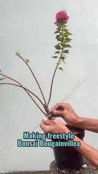 Making freestyle bougainvillea bonsai #bonsai #bougainvillea