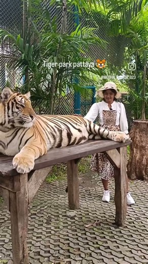 tiger 🐯 Park in pattaya first time touch tiger so exited#thailand #pattaya