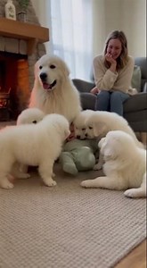4 Great Pyrenees Puppies Bark Together Playtime Fun Starts Now #puppies #dogsoftiktok #GreatPyrenees