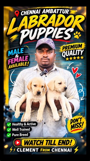 🔥 Chennai Secret Labrador Puppies 😍 Male & Female | Ambattur Best Quality Deal 🐶🔥