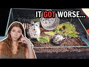 It Got Worse | Naturalistic Hamster Terrariums