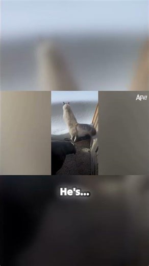 Doggo's epic snow fail! 😂