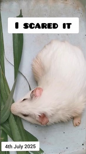 Scared Guinea Pig #guineapigs