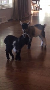 6.7M views · 112K reactions | The way these pygmy goats run though  Credit: ViralHog | Daily Viral Stories | Facebook