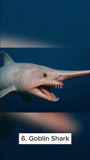 🐾 Top 10 Weirdest Animals Ever Discovered ! #top10 #facts #top #popculture #topmovies