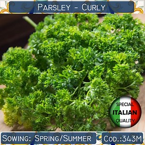 Plus de 150 graines de persil frisé, graines de persil italien, sans OGM, graines d'herbes aromatiques italiennes # 343 M - Etsy France