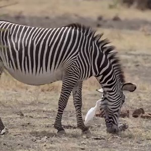 3.9K views · 350 reactions | Zebra stripes are unique, but Grevy’s zebra are even more so – their stripes are straight and thinner, making them different from the more common plains zebra. Here are three interesting facts about this endangered species. | Born Free Foundation | Facebook