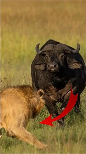 Lion Pride Chase Buffalo In Savana Grassland #lion #lionattack #buffalo