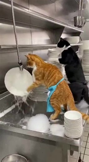 Second Day On The Job💀 #cat #catmemes #funnycats #shorts