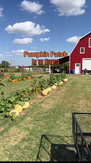 Pumpkin Patch Near Me: Fall Pumpkin Season Ideas