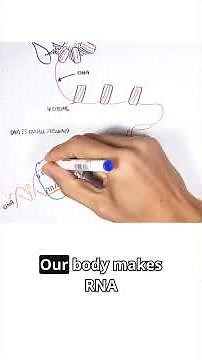 DNA holds the blueprint — but how does it actually build the body? 🧬📖 #molecularbiology #genetics