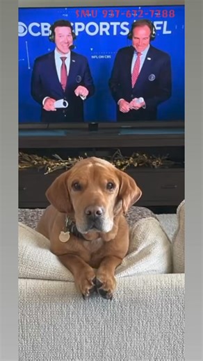 Make Mr Bear happy and get a machine for your house or as a gift! What kind of breed is Mr. Bear? #vegas #slotonline #slot #slotmachine | Slot Machines ltd.