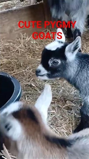 3 Baby Pygmy Goats Triplets! 🐐🐐🐐 Too Cute to Handle! #babyanimals #babygoat