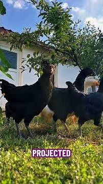 AI's Secret Vulnerability: The Power of Adversarial Training