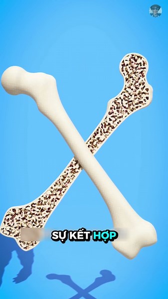 Sức mạnh khủng khiếp của một mẩu xương nhỏ #kienthuc #giaitri