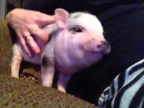 Happy pig squeaks.