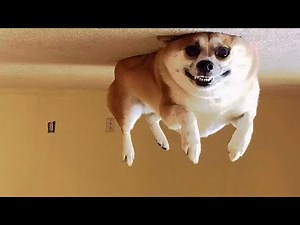 Funniest Cats and Dogs 🐱 Try not to laugh 😂