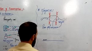 Steps of Transcription of DNA | Up Teaching Academy