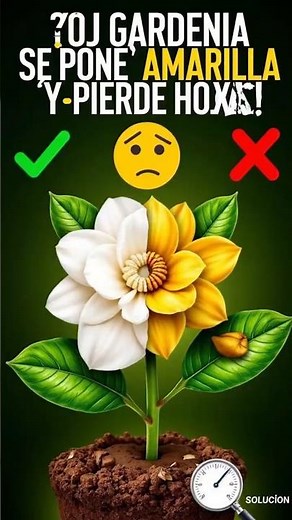 Is your gardenia turning yellow and losing leaves? #plantcare #plants #garden #gardeningtips