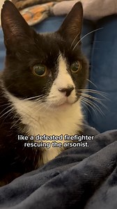 D&D Christmas chaos #felix #felixbellawillow #FelixAndWillow #felixchaos #funnyvideos #hahaha #storyteller #StorytimeMagic #stories #story #catstory | Felixbellawillow