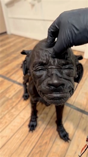 Meet my new dog | Oga Classic