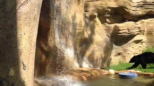 5.6K views · 394 reactions | The OC Zoo is proud to introduce its newest animal! Elinor is a young California black bear. She was found alone and injured last year and is believed to be about one year old. Zoo staff is alternating her with older bear Yo-Yo while she gets used to her new enclosure -- and the waterfall! She will be formally introduced at the Zookeeper Appreciation Day event July 25! | Orange County Parks | Facebook