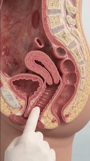 vaginal examination explained.