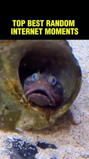 Top Best Random Internet Moments