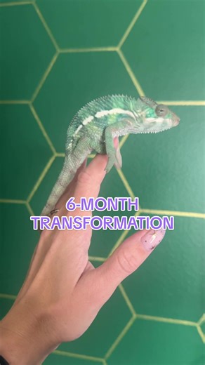 From hatchling to 6-month old 🤩 #babychameleon #chameleonsoftiktok #reptilekeeper #chameleons #pantherchameleon
