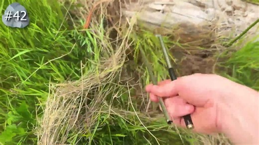 The coolest creatures hiding under rocks 🦎